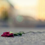 Una flor seca en el pavimento, vista desde el piso, con el fondo borroso.