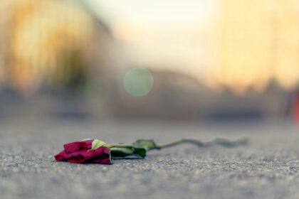 Una flor seca en el pavimento, vista desde el piso, con el fondo borroso.